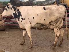 Fresh 6-3-19 Mkg 76# 4.2%F SCC-13K Due 1-9 1st Lact