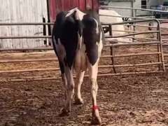 Dry & Dry Treated Due 9-25 w/ 2nd Calf Lact Avg SCC-2.2 (Uneven Udder 1st Lact)