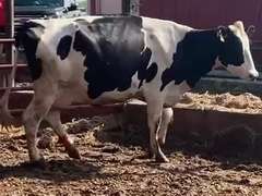 Dry & Dry Treated Due 9-6 w/ 2nd Calf Lact Avg SCC-0.3