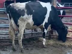 Dry & Dry Treated Due 10-9 w/ 2nd Calf Lact Avg SCC-1.7