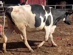 Dry & Dry Treated-Due 9-6 w/ 2nd Calf Lact Avg  SCC-1.5 (30430# me)