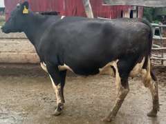 Dry & Dry Treated-Due 10-9 w/ 2nd Calf Lact Avg SCC-2.0