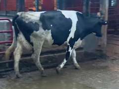 Dry & Dry Treated Due 10-9 w/ 2nd Calf Lact Avg SCC-1.7