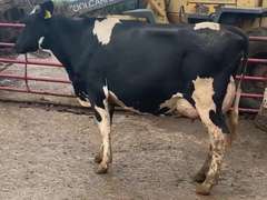 Fresh 2-29 Mkg 64# 4.1%F SCC-20K Due 2-18 1st Lact