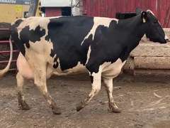 Fresh 7-2 Mkg 72# SCC-13K 2nd Lact (Slight LRR)