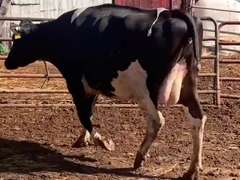 Dry & Dry Treated-Due 9-6 w/ 2nd Calf Lact Avg SCC-1.0