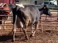 Dry & Dry Treated-Due 8-16 w/ 2nd Calf :act Avg SCC-1.7 (1st 27625# me)