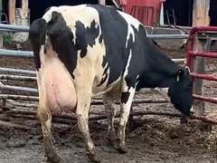 Fresh 7-2 Mkg 72# SCC-13K 2nd Lact (Slight LRR)