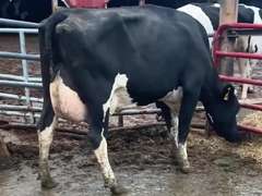Fresh 7-9 Mkg 84# 4%F SCC-54K 2nd Lact