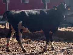 Dry & Dry Treated- Due 9-25 w/ 2nd Calf Lact Avg SCC-0.6