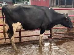 Fresh 3-21 Mkg 60# SCC-25K 1st Lact (May Not Breed)