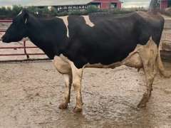 Fresh 6-13 Mkg 94# SCC-13K 2nd Lact (3/4 Cow-LR)