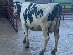 Fresh 3-3 Mkg 84# 4.5%F SCC-41K Due 2-18 1st Lact (Slight LRR)