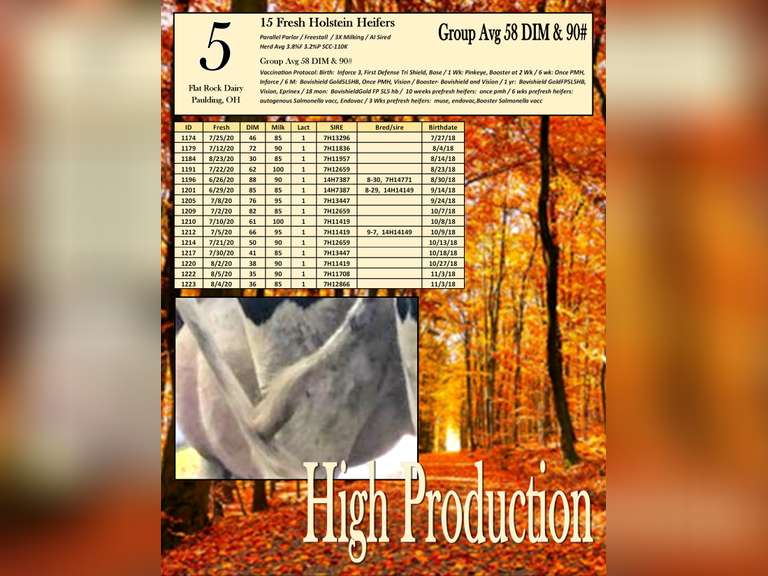 15 Fresh Holstein Heifers-High Production (Flat Rock Dairy)
