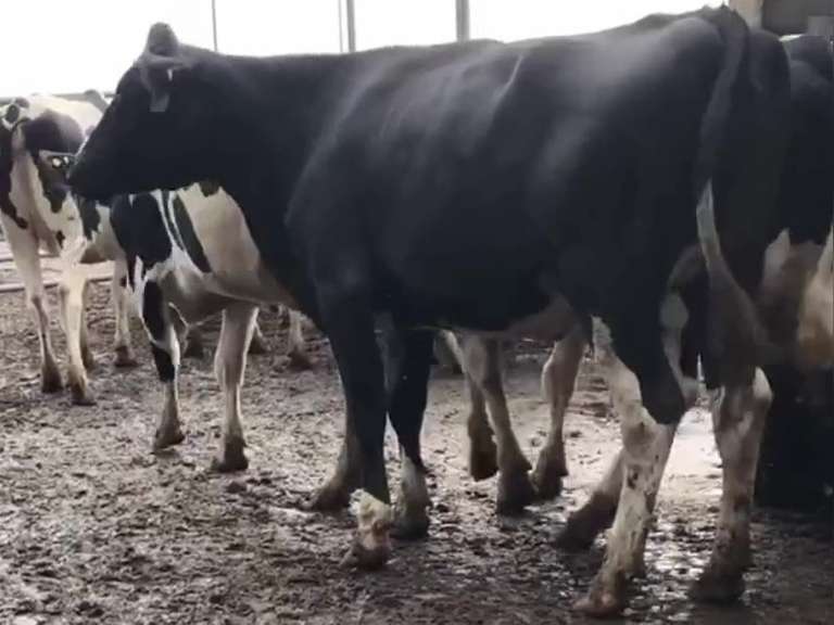 Sort a Potload of Holstein Springers-Reputation Grown (Brogal Farms)