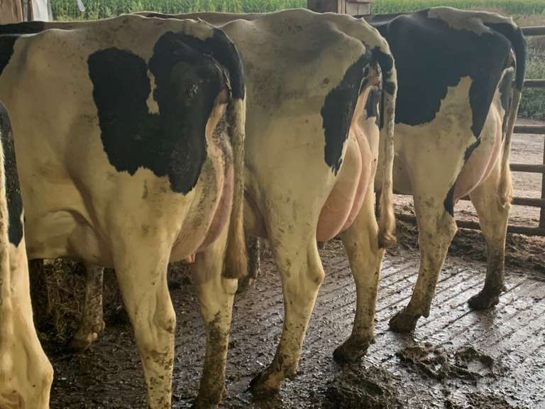 Pick at Least 20 Fresh Holstein Heifers from the Fresh Pen (Stone Road Dairy)