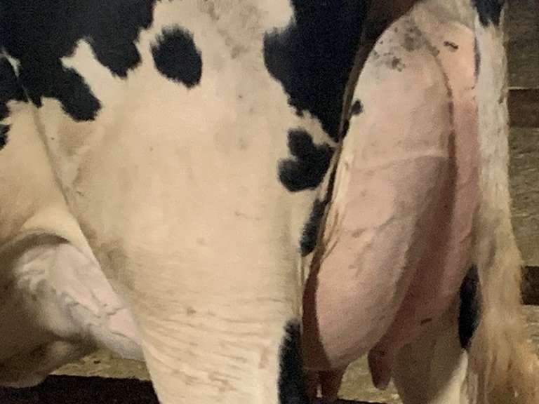 7 Fresh Holstein Heifers-Type & Production (Stone Road Dairy)