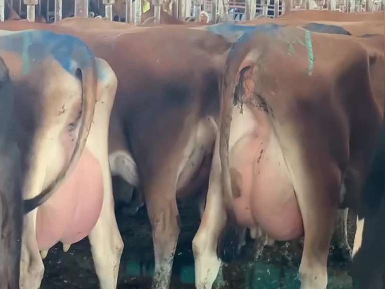 Potload of Fresh Jersey Heifers, There is a Difference! (Crossroads Dairy)