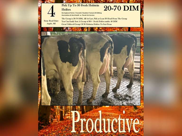 Pick at Least 20 Fresh Holstein Heifers from the Fresh Pen (Stone Road Dairy)