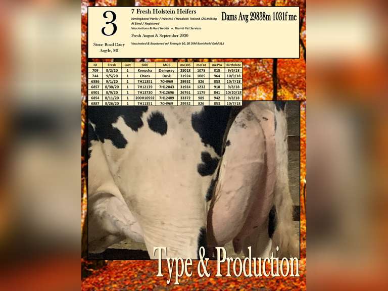 7 Fresh Holstein Heifers-Type & Production (Stone Road Dairy)