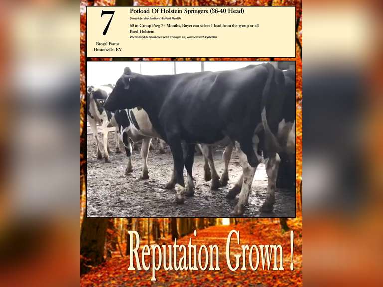 Sort a Potload of Holstein Springers-Reputation Grown (Brogal Farms)
