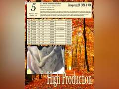 15 Fresh Holstein Heifers-High Production (Flat Rock Dairy)