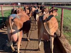 Potload of Fresh Jersey Heifers, They Only Sell The GOOD ONES! (Crossroads Dairy)