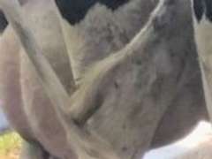 15 Fresh Holstein Heifers-High Production (Flat Rock Dairy)