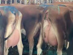 Potload of Fresh Jersey Heifers, There is a Difference! (Crossroads Dairy)