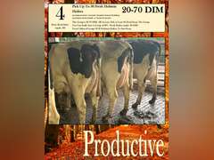 Pick at Least 20 Fresh Holstein Heifers from the Fresh Pen (Stone Road Dairy)
