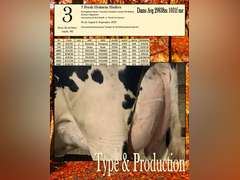 7 Fresh Holstein Heifers-Type & Production (Stone Road Dairy)