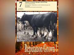 Sort a Potload of Holstein Springers-Reputation Grown (Brogal Farms)