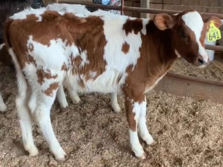 3 R&W Heifer Calves | Born 9-19 to 10-19-21 | On Milk (641 is weaned ) | 641 648 655