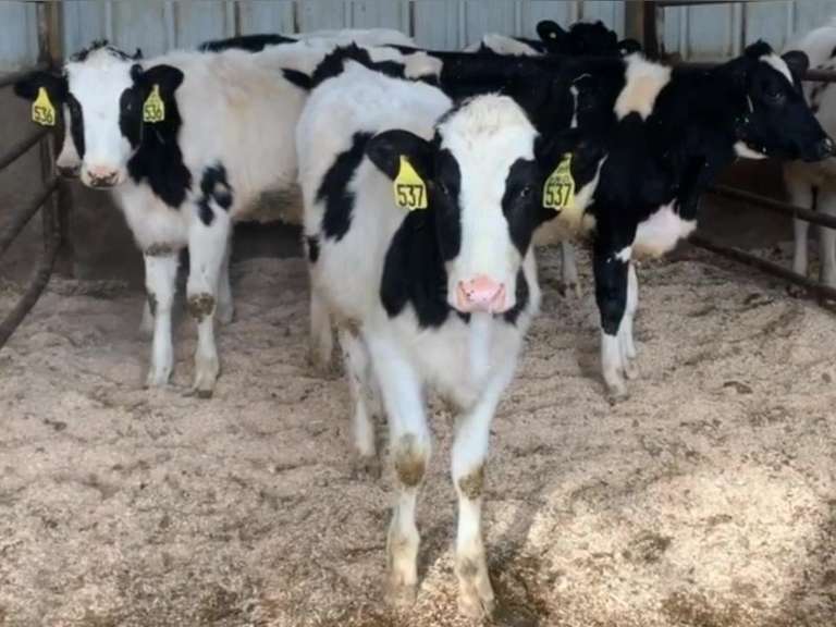 11 Open Heifers | Born 2-18 to 3-14-21 | Est Weight 525# | Dams 305me Avg 27K | 535 536 537 538 539 540 542 543 544 546 547