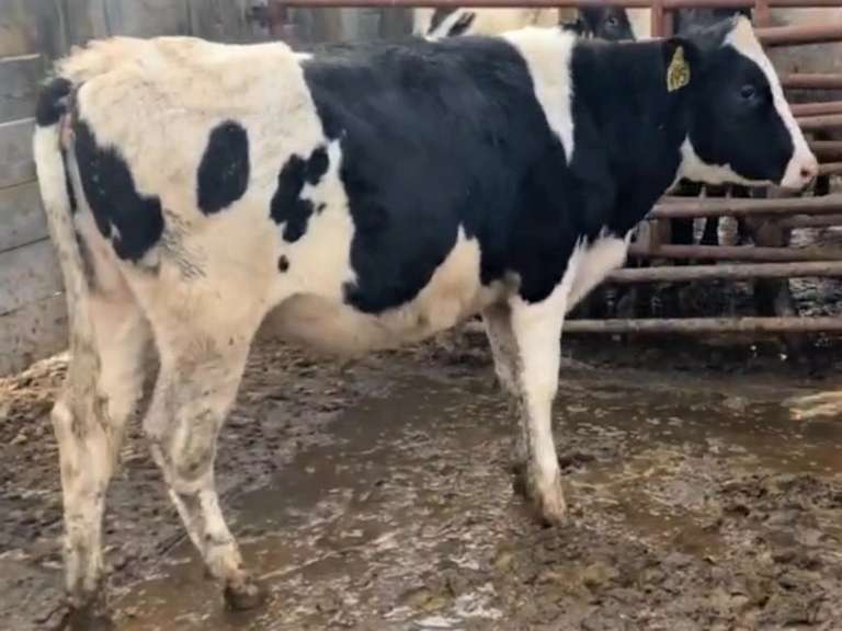 18 Open Heifers | Born 10-11 to 11-30-20 | Est Weight 700# | Dams 305me Avg 28K | 477 479 480 481 483 485 486 487 488 489 490 491 493 494 495 498 500