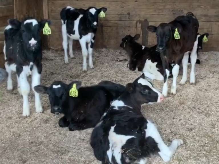 13 Weaned Calves | Born Sept 21 | Est Weight 200# | Dams 305me Avg 27K | 630 631 632 633 634 635 636 637 638 640 642 644 645
