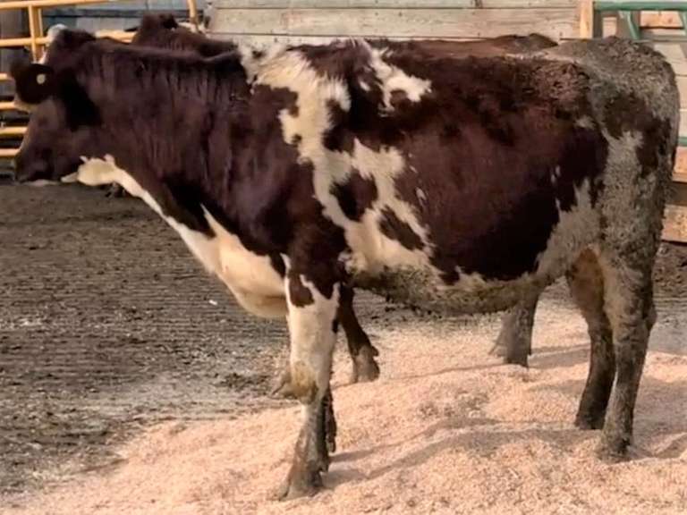 5 Red & White Holstein Bred Heifers | Due in January 2022 | Dams 305me Avg 31071# | 354 376 378 380 392