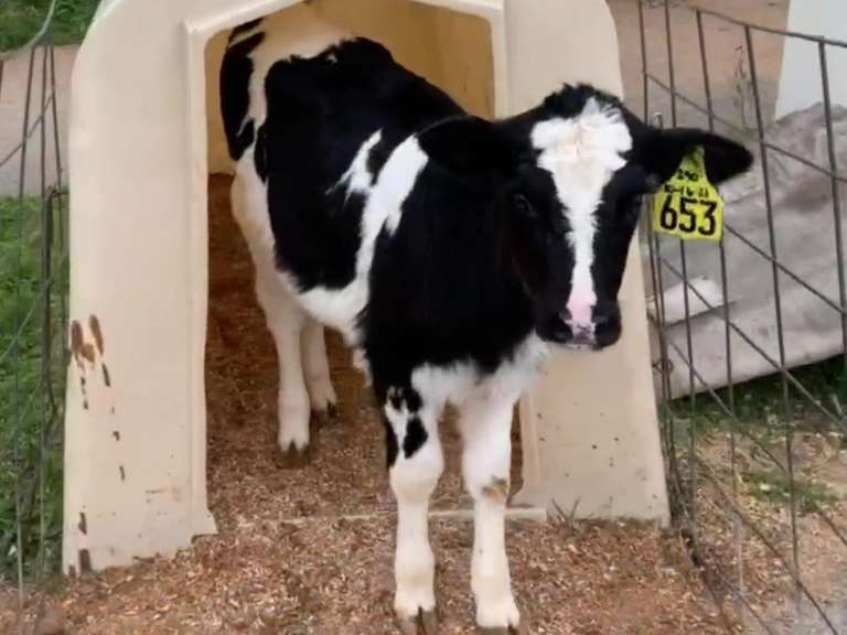 2 Heifer Calves | Born Oct 21 | On Milk | 653 654
