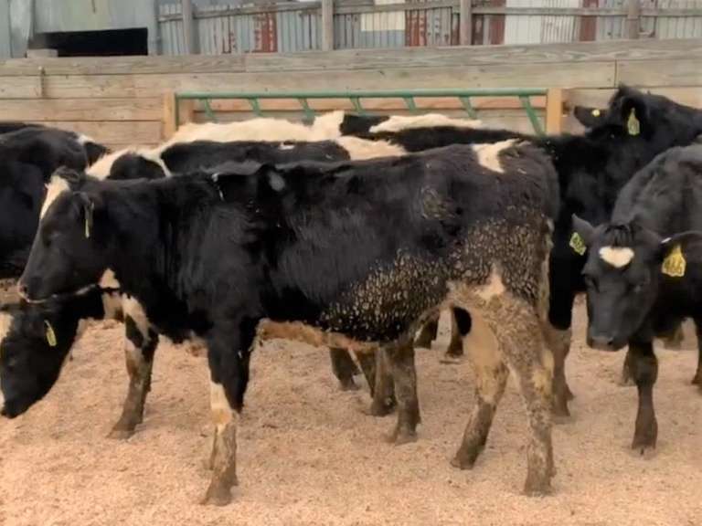 14 Exposed Heifers | Born 7-17 to 10-10-20 | Est Weight 800# | Dams 305me Avg 31562# | 442 450 454 458 462 465 466 468 469 470 471 473 474 476
