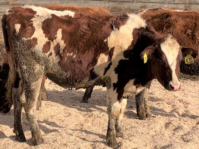 Due in June | D305me 27437# | Born 7-1-20