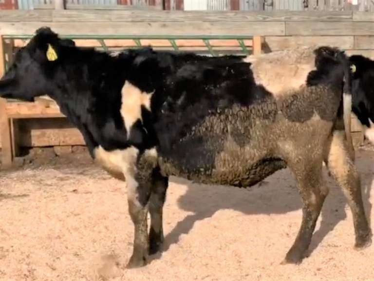 8 Bred Heifers | Due in February 2022 | Dams 305me Avg 31773# | 343 371 383 386 390 393 400 401