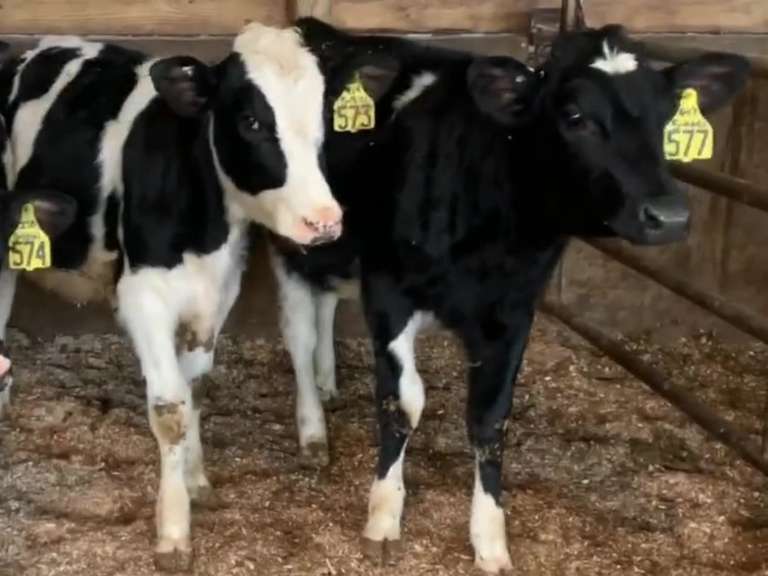 10 Open Heifers | Born 4-14 to 5-14-21 | Est Weight 450# | Dams 305me Avg 29K | 564 566 567 568 569 570 573 574 575 577