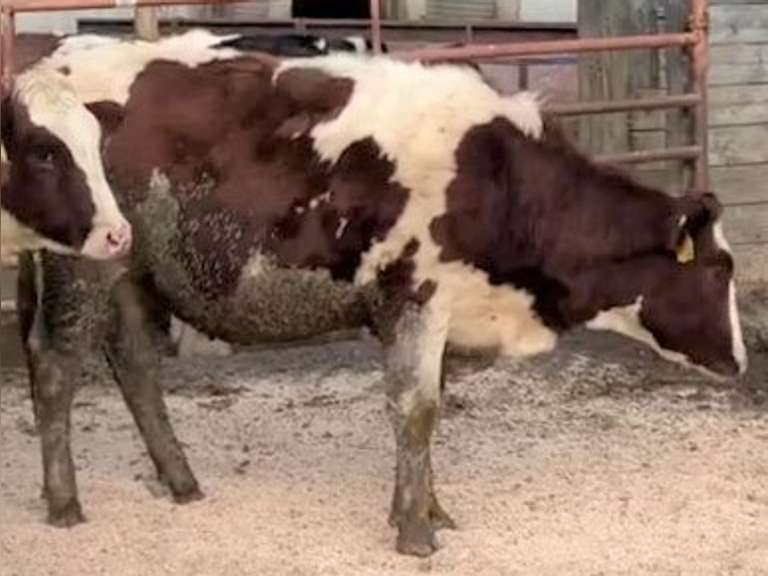Due in May | D305me 31363# | Born 5-23-20