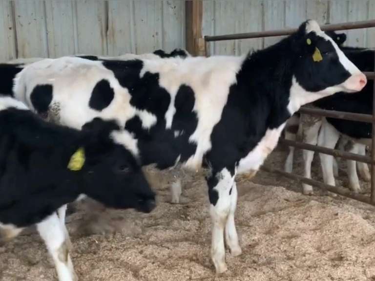 11 Open Heifers | Born 12-16-20 to 1-6-21 | Est Weight 650# | Dams 305me Avg 28K | 510 511 512 513 514 516 517 518 519 520 521