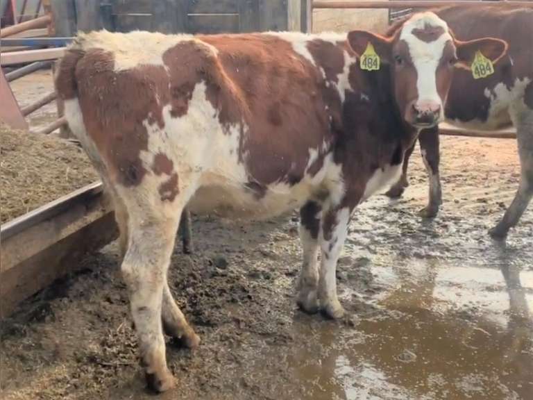 2 Red & White Holstein Open Heifers | Born Oct '20 | Est Weight 700# | Dams 305me Avg 33K | 478 484