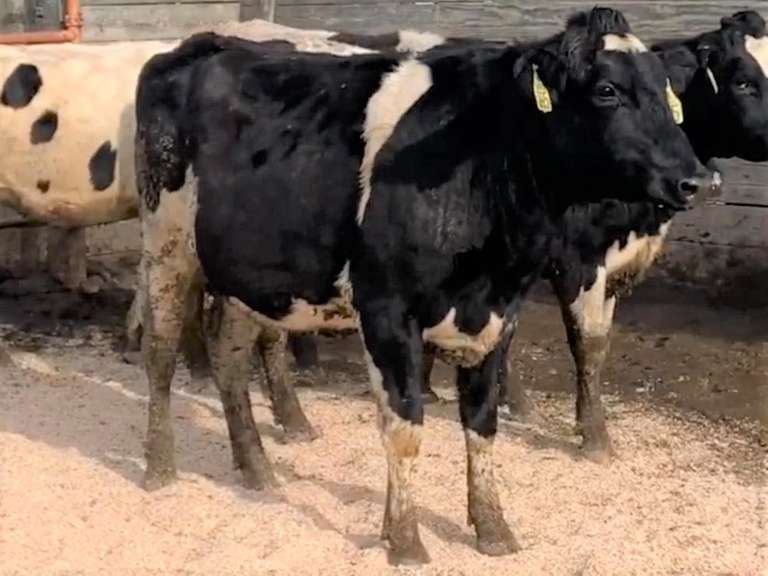 10 Bred Heifers | Due in March 2022 | Dams 305me Avg 31943# | 370 395 396 398 399 403 405 407 410 412