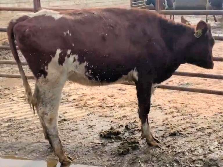 2 Red & White Holstein Open Heifers | Born Oct '20 | Est Weight 700# | Dams 305me Avg 33K | 478 484