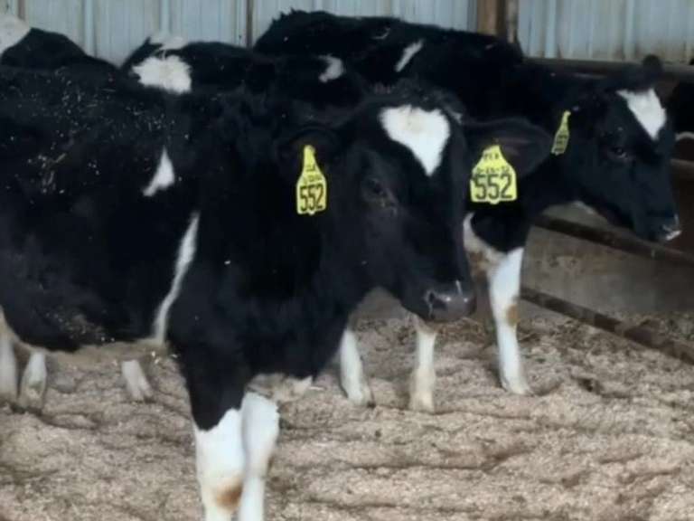 12 Open Heifers | Born 3-16 to 4-7-21 | Est Weight 450# | Dams 305me Avg 30K | 548 549 550 551 552 553 554 555 556 557 559 560