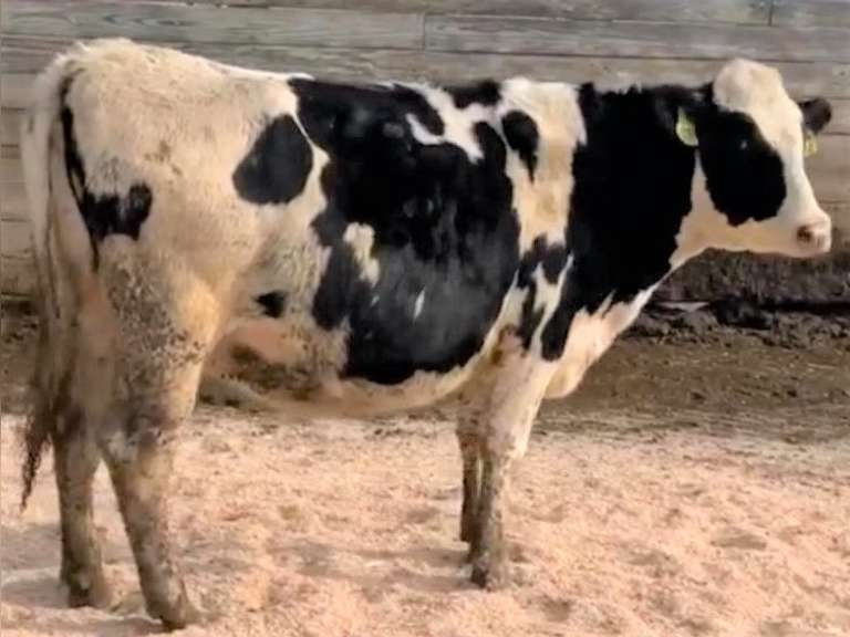 18 Bred Heifers | Due in January 2022 | Dams 305me Avg 31086# | 348 358 363 367 368 372 373 374 377 379 382 384 385 387 388 389 391 394