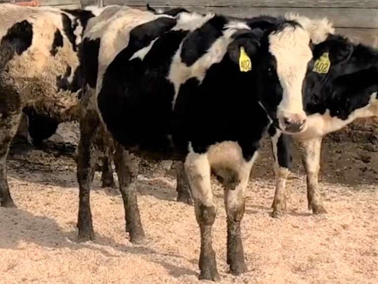 14 Bred Heifers | Due in April 2022 | Dams 305me Avg 33451# | 402 408 409 411 413 415 417 419 421 425 429 432 433 434